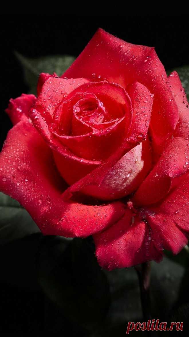 Download Wallpaper 1080x1920 rose, flower, bud, drop, freshness, black background Sony Xperia Z1, ZL, Z, Samsung Galaxy S4, HTC One HD Background