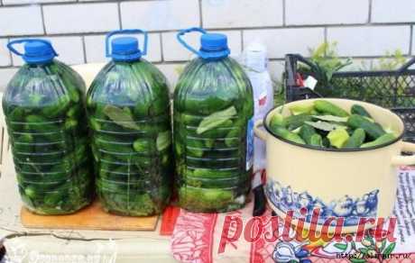 Солим огурцы в пластиковых бутылках - настоящие бочковые огурчики!