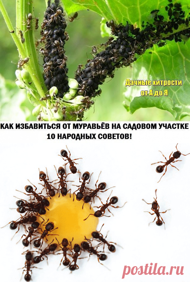 борьба с муравьями