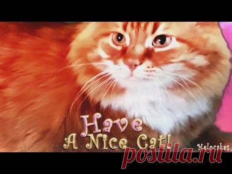 🐱💖 Have A Nice Cat!🐱💖 The Best Video Sunny Cat 4K - YouTube