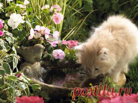 Картинки Обои на рабочий стол Кошки Кот Коты cats popit ili ne popit 1600