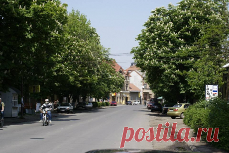 Имеется ж/д вокзал, автостанция, радио-такси, поликлиника и медицинские стационары. Сеть ресторанов и кафе, среди которых ресторан Золотая Пава считается достопримечательностью города. Регулярные рейсы в областной центр Ужгород автобусами, маршрутными такси и на ж/д транспорте. 
Большое количество продовольственных магазинов, сеть супермаркетов и ночных клубов.