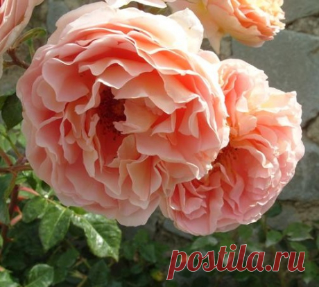 15 лучших романтических роз
