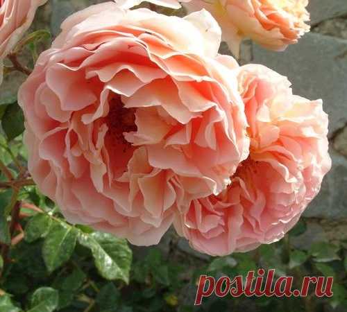 15 лучших романтических роз