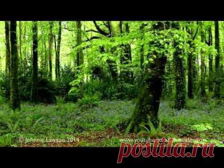 1 hour nature sounds birdsong-Naturaleza 1 hora suena, canto de los pájaros-1 Stunde Naturgeräusche - YouTube