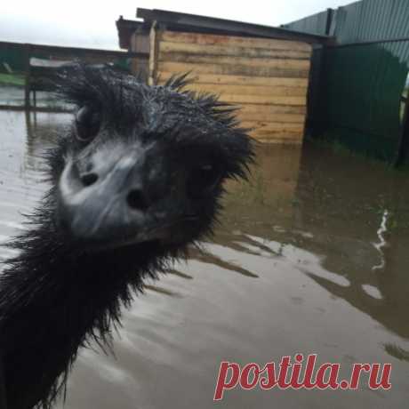 Лисята, косуля и беркут пострадали от затопления в районе Уссурийска
