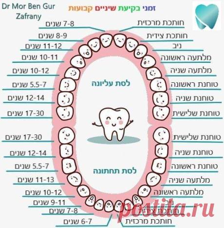 #זמני בקיעת שיניים קבועות

😊 שיניים קבועות ולא שיני בשר- שיניים נשירות נקראות גם "שיני חלב" עקב צבען הלבן (יחסית), בניגוד לשיניים קבועות. 

😊 השן הקבועה הראשונה שבוקעת היא הטוחנת הראשונה, שגדלה אחורית לקשת השיניים הנשירות (ולא מחליפה שום שן). 

😊 קיימות 32 שיניים קבועות, לעומת 20 שיניים נשירות.

😊שימו לב לטווח הבקיעה הגדול של שיני הבינה. יש המון אנומליות בשיניים אלה ובהרבה מקרים הן גם לא מתפתחות\גדלות כלל. 

#בקיעתשיניים #זמניבקיעתשיניים #צמיחתשיניים #שיניים #שינייםקבו...