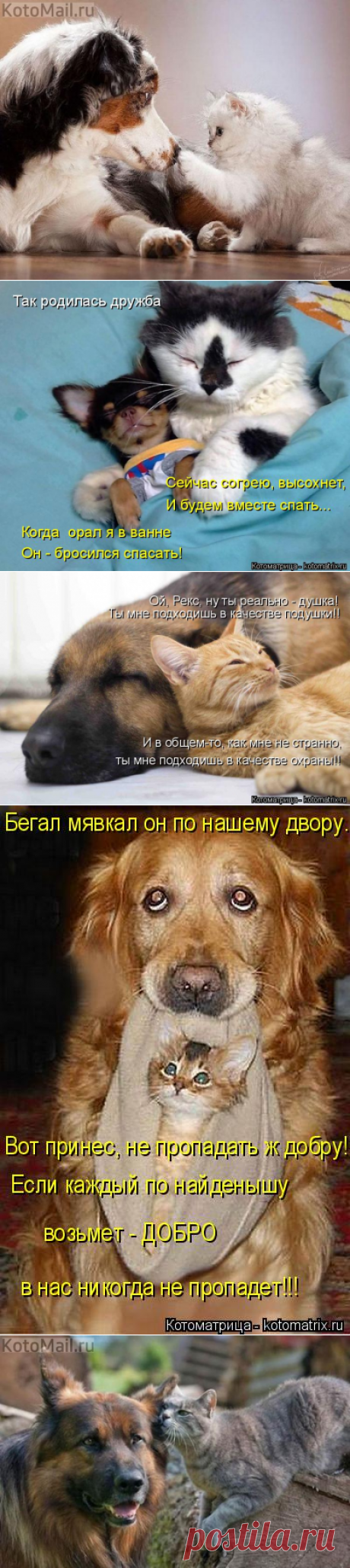 Ты моя собака? | KotoMail.ru