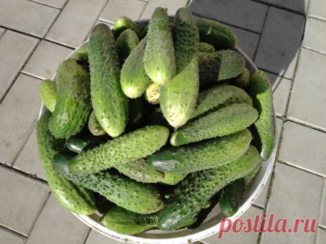 Маринованные огурчики (Как болгарские 30 лет назад) 🥒 | Домохозяйка в огороде | Яндекс Дзен