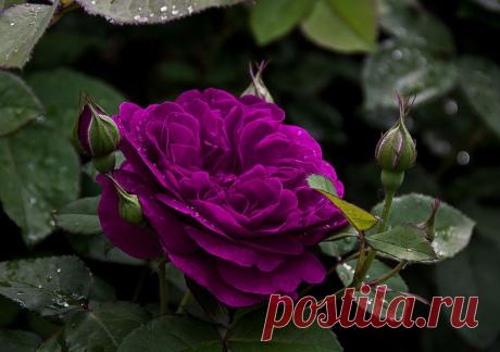 Много роз не бывает ....Уютной субботы,Друзья!