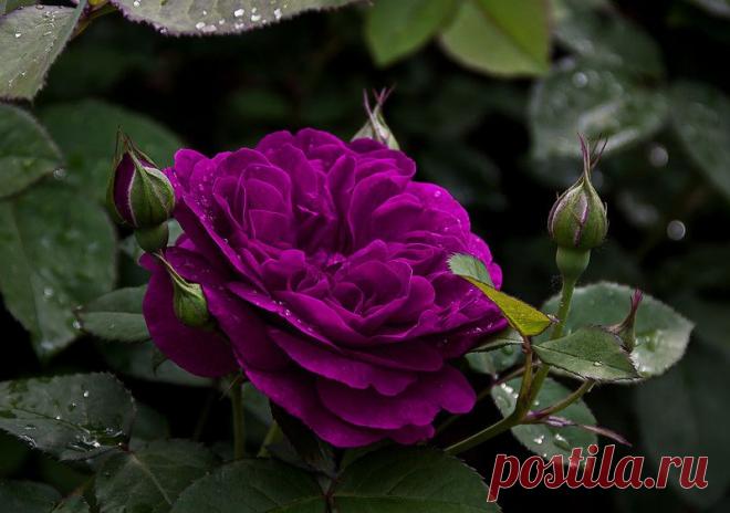 Много роз не бывает ....Уютной субботы,Друзья!