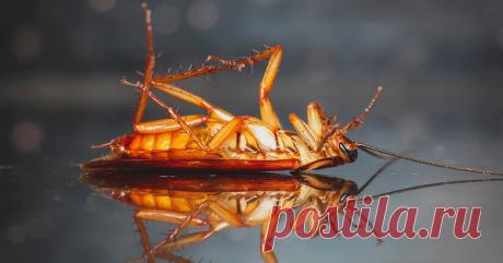 Чего боятся тараканы? — Ботаничка.ru