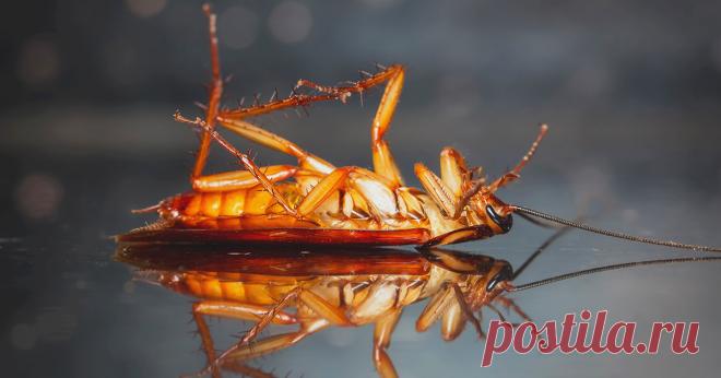 Чего боятся тараканы? — Ботаничка.ru