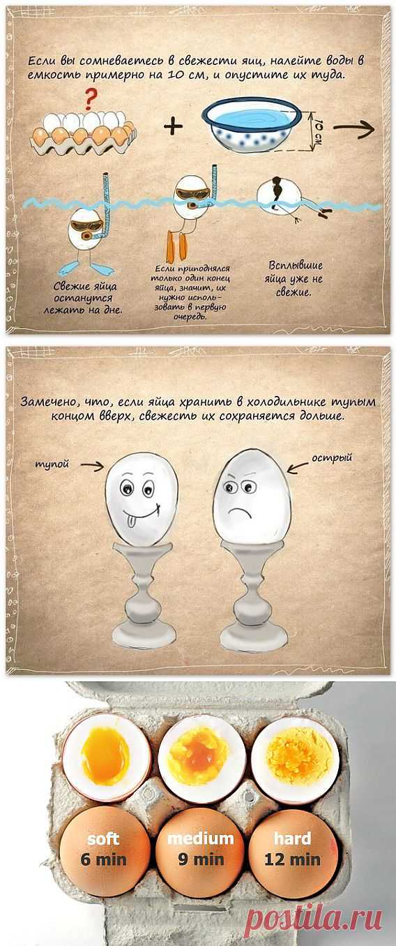 Интересные факты о яйцах | Мастер-классы в картинках
