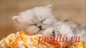 Молочные зубы у кошек: когда у котят меняются зубы