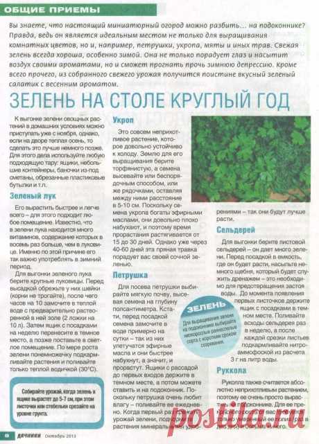 Выращиваем зелень на подоконнике