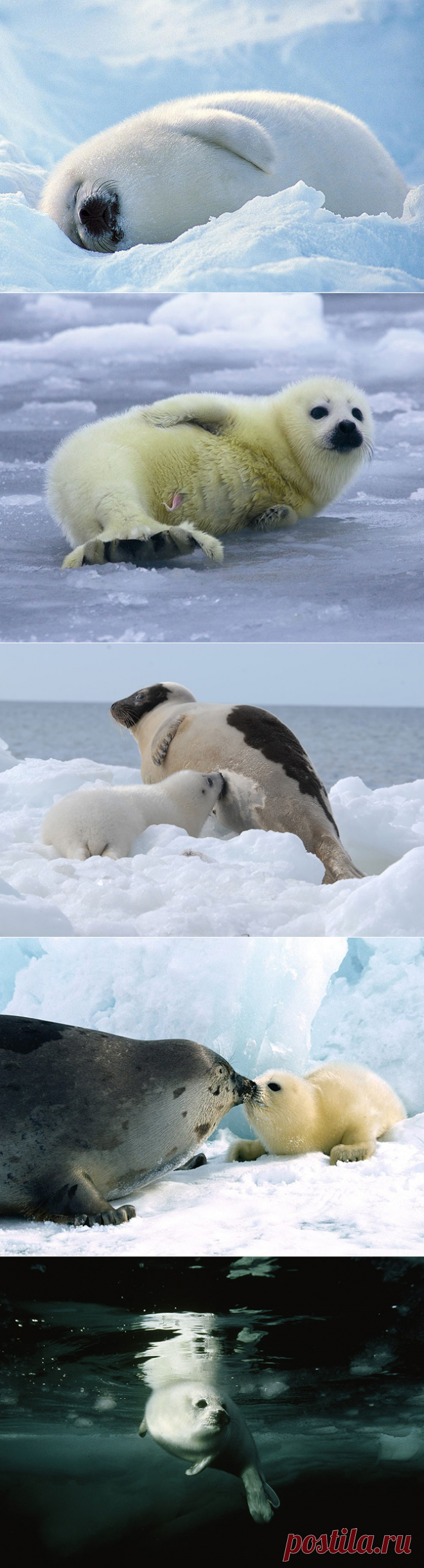 Гренландские тюлени