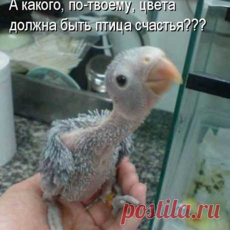 Представляем вашему вниманию лучшие котоматрицы. Смотрим!!!
