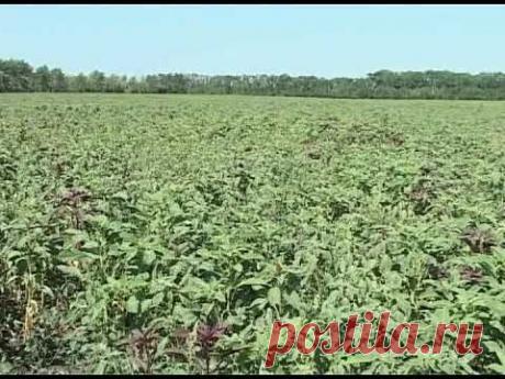 Щирица обыкновенная -не амарант, но родственник |