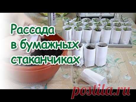Любовь Зиброва. Рассада в бумажных стаканчиках и не только /Seedlings in paper cups and not only