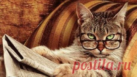 Умные коты!