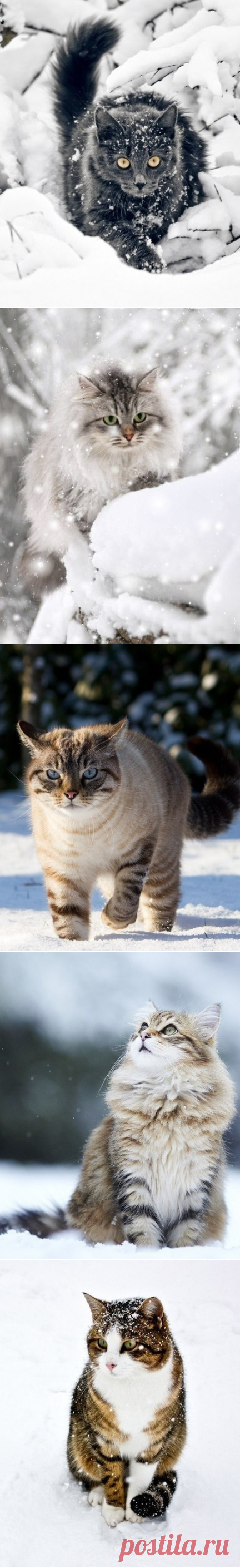 Зима