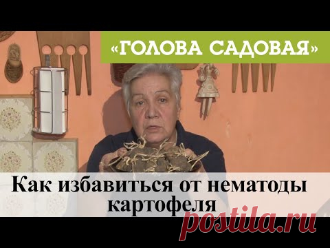 Голова садовая - Как избавиться от нематоды картофеля