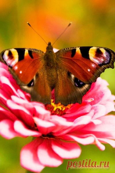 Экология: береги природу! | Животные и растения