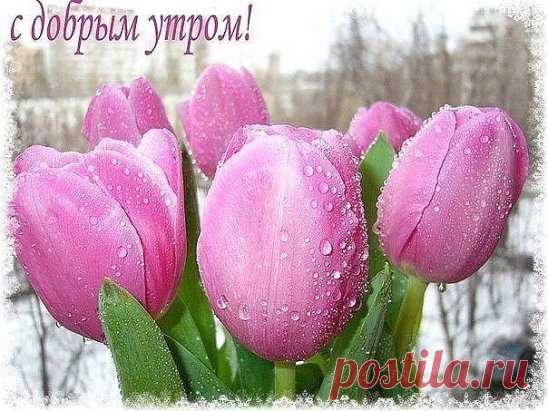 Пусть утро будет нежным. Спокойным, безмятежным. Ясным или туманным. Может, немного странным. Пусть утро будет влюбленным. Твоею мечтой окрыленным!😊😘