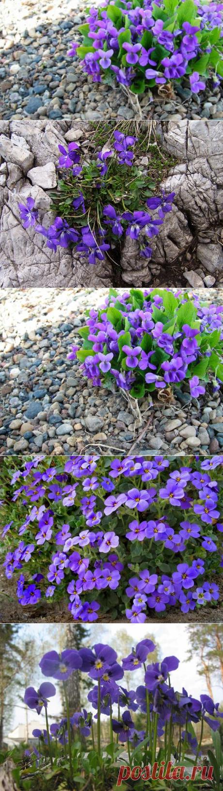 Все о фиалках | Как пахнут фиалки. Ароматы и запахи