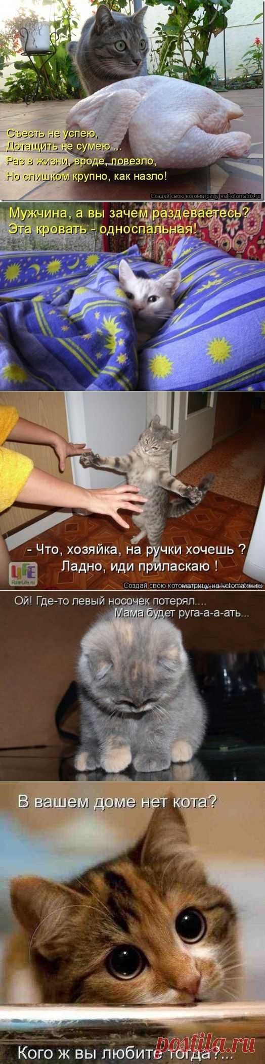 И снова о котах...:) | Наш дом