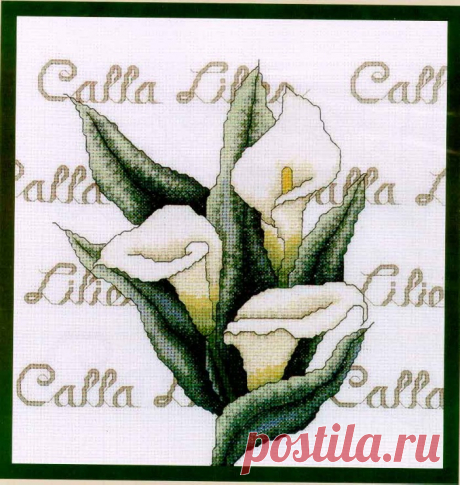 Gallery.ru / Фото #1 - Calla - denise10
