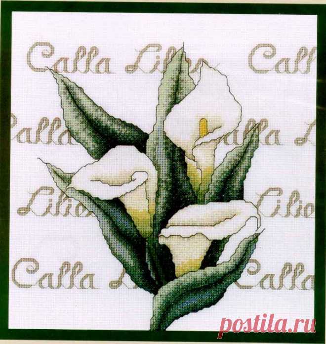 Gallery.ru / Фото #1 - Calla - denise10