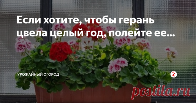 Если хотите, чтобы герань цвела целый год, полейте ее... Добрый день, огородники и садоводы! У вас растет герань? У меня - да. И мало того - она цветет у меня целый год, радуя мой глаз. Как вы думаете, с помощью какого средства я добилась того, чтобы герань цвела весь год?
Сейчас все расскажу. Мне хочется с вами делиться полезной информацией.
