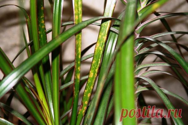 Паутинный клещ на комнатных растениях и цветах: как бороться с ним и избавиться надолго?