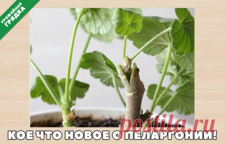 (2) Одноклассники