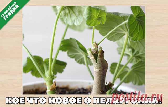 (2) Одноклассники