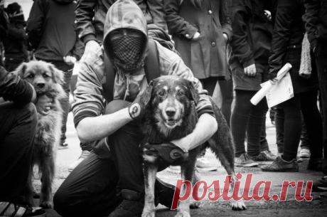 Вы,так называемые догхантеры и иже с вами, почему выбрали для убийства самых беззащитных, самых беспомощных, самых безобидных?
Прикрываясь своими лживыми лозунгами об угрозе бездомных животных, вы уничтожаете их тысячами. Тысячи загубленных душ, невинных душ, которые боялись собственной тени, которые просто хотели жить и имели на это полное право.
Вы называете их шавлом, а кто вы? Самопровозглашенный венец природы. Посмотрите в зеркало - вы пустышка, облик человека без душ...
