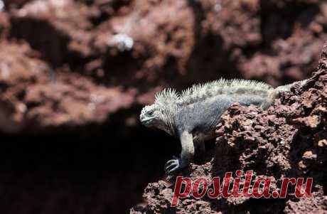 Путешествие на Галапагосские острова