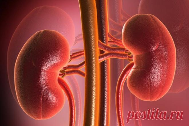 Очищение почек народными средствами на страже вашего здоровья! - Что хочет женщина