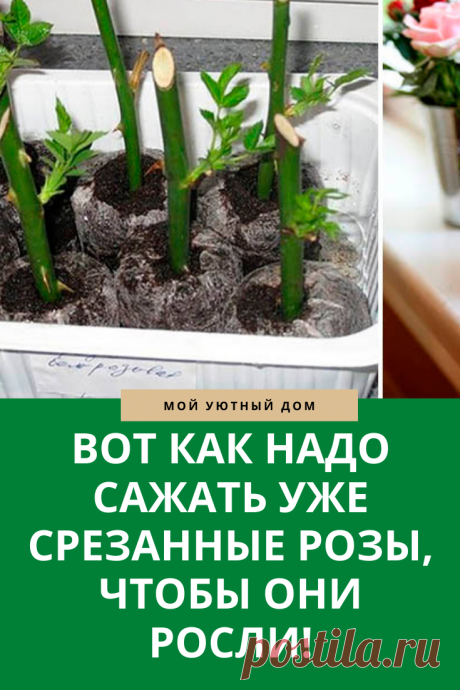 Совет как правильно сажать срезанные розы