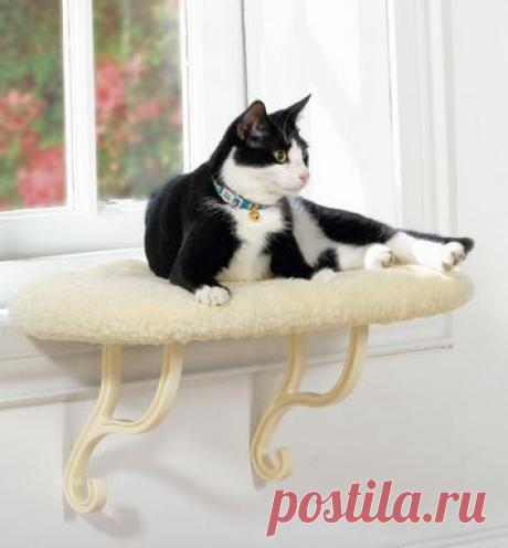Как отучить кошку ходить по обеденному столу | Школа Прикладной этологии