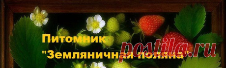 Рекомендации покупателям - Питомник &quot;Земляничная поляна&quot;