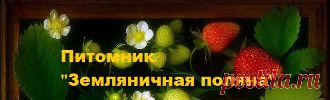 Рекомендации покупателям - Питомник "Земляничная поляна"