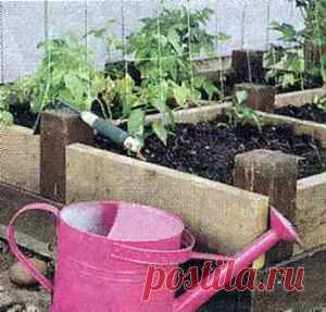 Выращивание ранних сортов томатов на высокой грядке | Дача - впрок