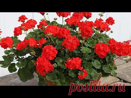 ВНЕСИ под любой цветок и даже самый слабый куст оживет, позеленеет, 2 проверенные подкормки