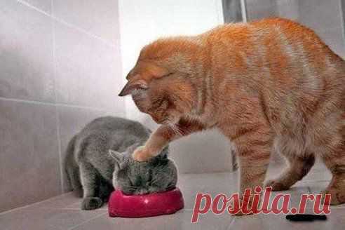 (99) Одноклассники