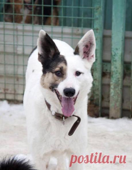 Москва и МО! Белый Бим в поисках дома и любящего хозяина! Репост приветствуется. Смайлик «smile» 
Молодой мальчик с веселым нравом, полностью ориентирован на общение с человеком. Тяготы приютской жизни совсем не отразились на его характере. Бимуля невероятно ласковый, он готов зацеловать Вас с ног до головы, столько, сколько Вы это ему позволите. В нём так много любви, доброты и невероятной открытости всему миру!