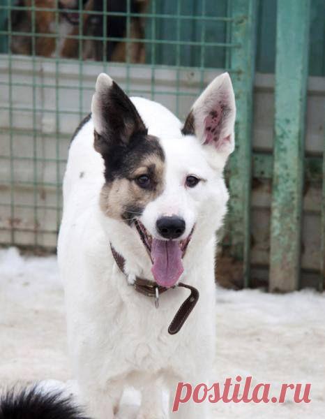 Москва и МО! Белый Бим в поисках дома и любящего хозяина! Репост приветствуется. Смайлик «smile» 
Молодой мальчик с веселым нравом, полностью ориентирован на общение с человеком. Тяготы приютской жизни совсем не отразились на его характере. Бимуля невероятно ласковый, он готов зацеловать Вас с ног до головы, столько, сколько Вы это ему позволите. В нём так много любви, доброты и невероятной открытости всему миру!