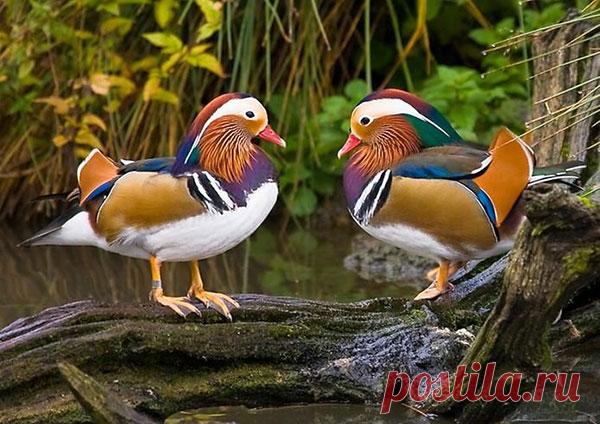 Интересные факты об утке «мандаринка» — Интересные факты
